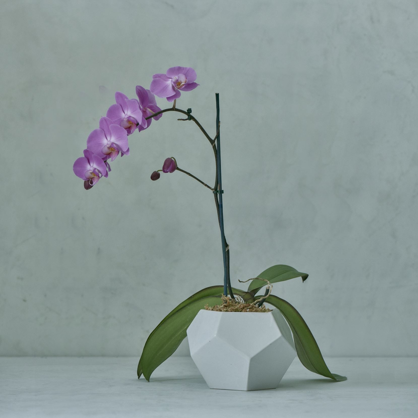 ORQUÍDEA MORADA I